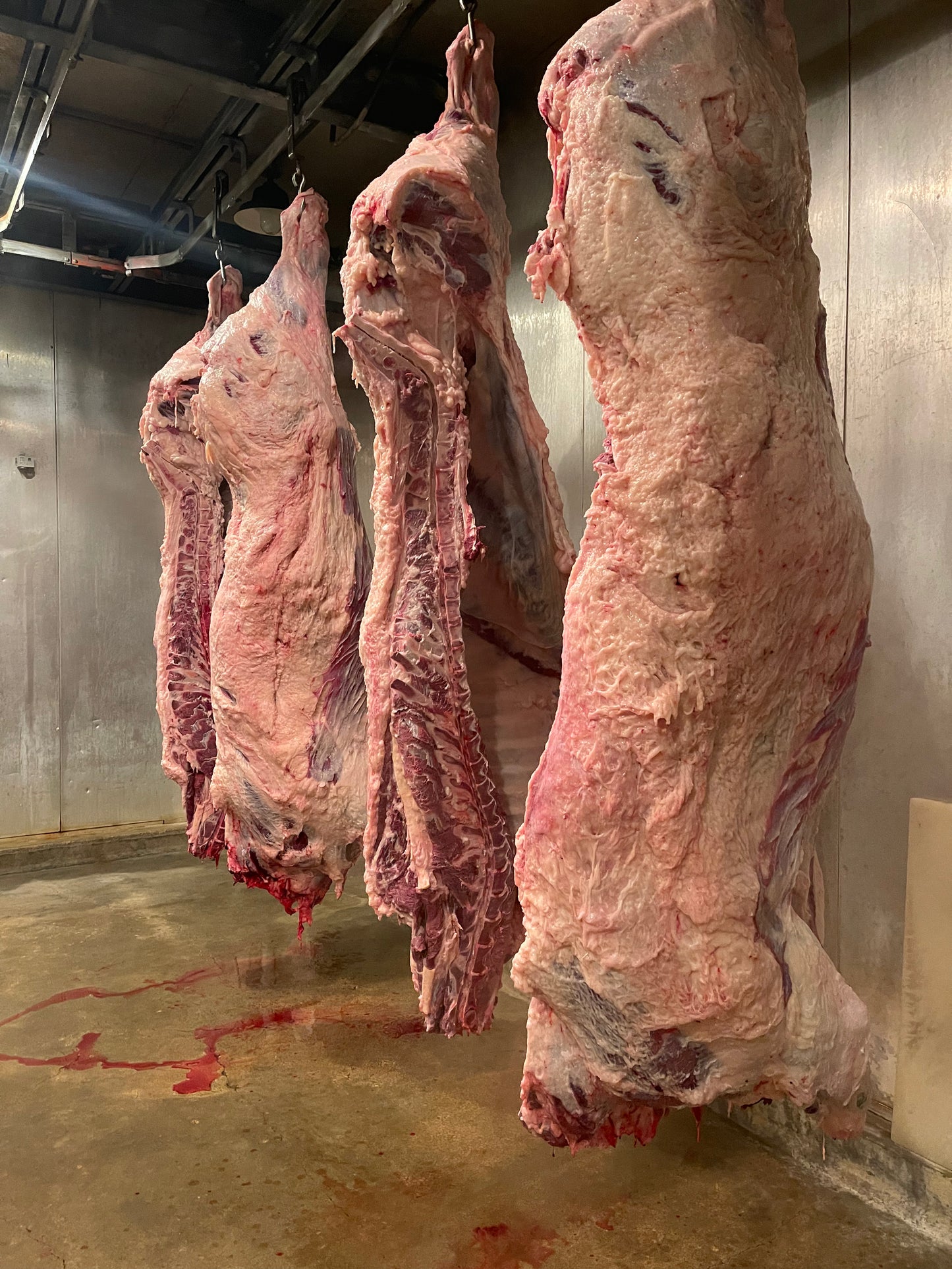 TEXAS Pasture RAISED WAGYU BEEF! Grass fed, grain Finished.